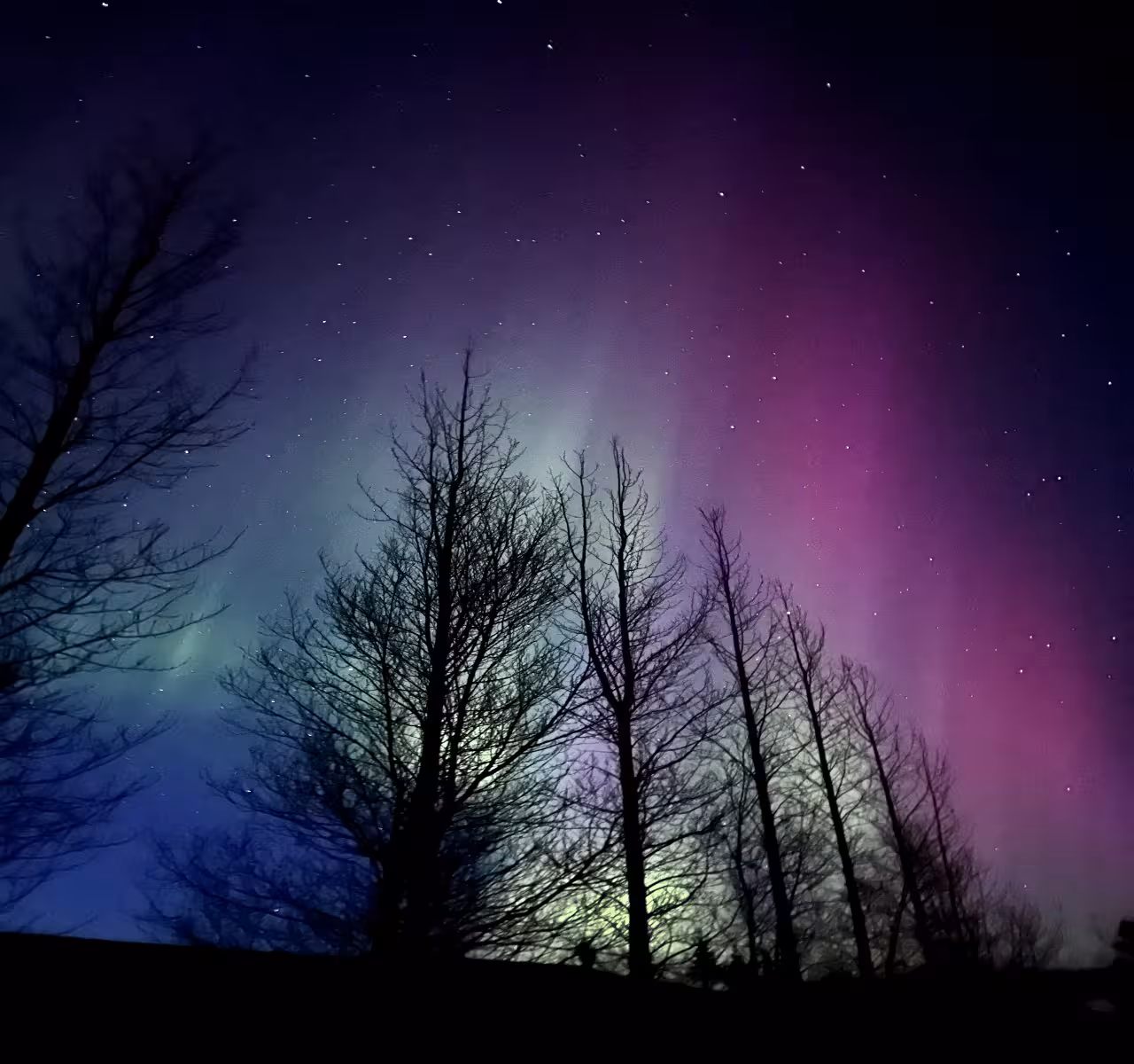 Aurora borealis with green and purple lights over silhouetted bare trees in Iceland night sky