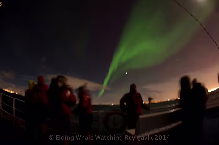 Tourists on a boat watching vibrant green northern lights aurora borealis over Reykjavik at night