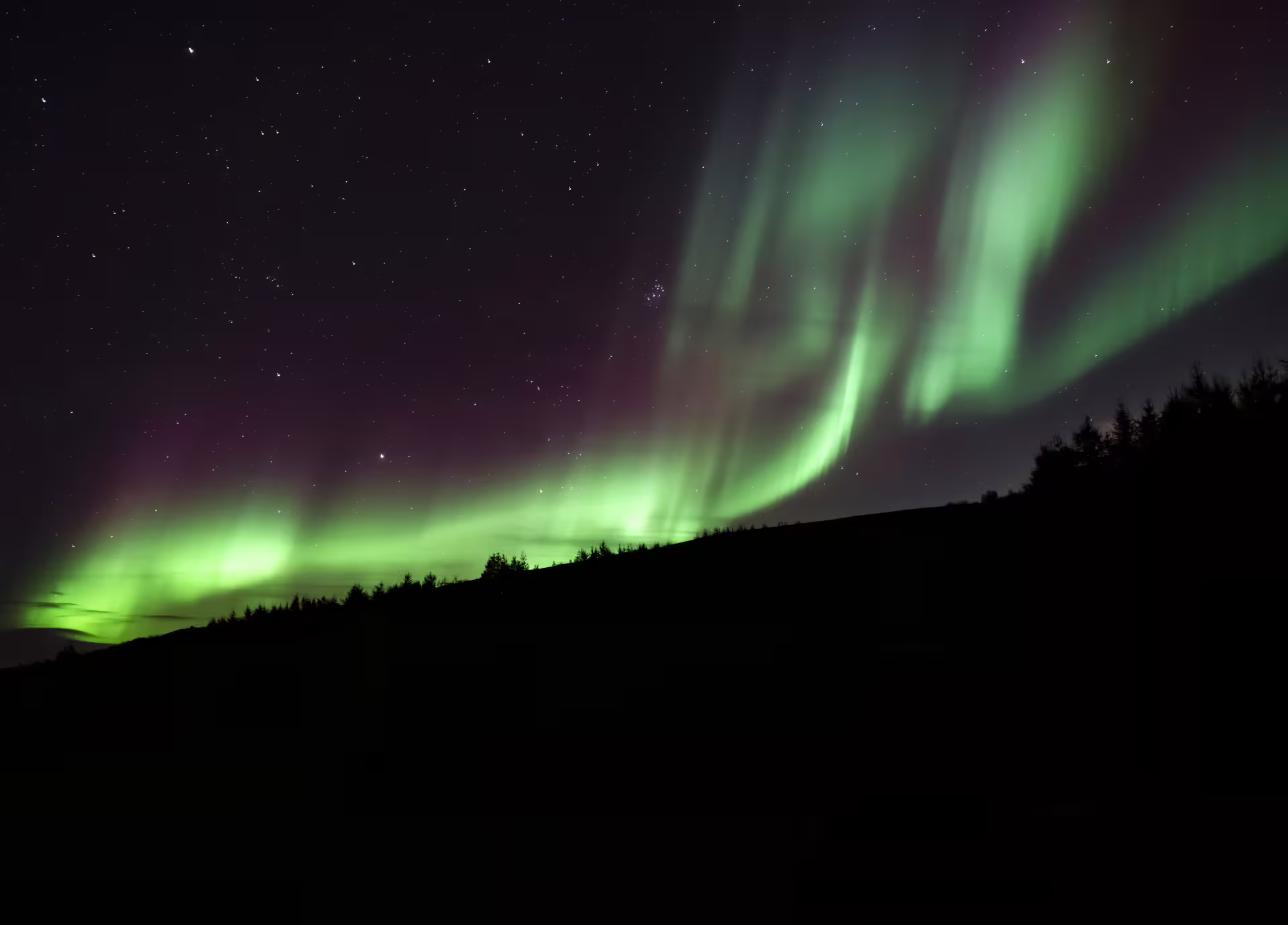 Vibrant green and purple northern lights dancing over silhouetted forest treeline in Iceland night sky