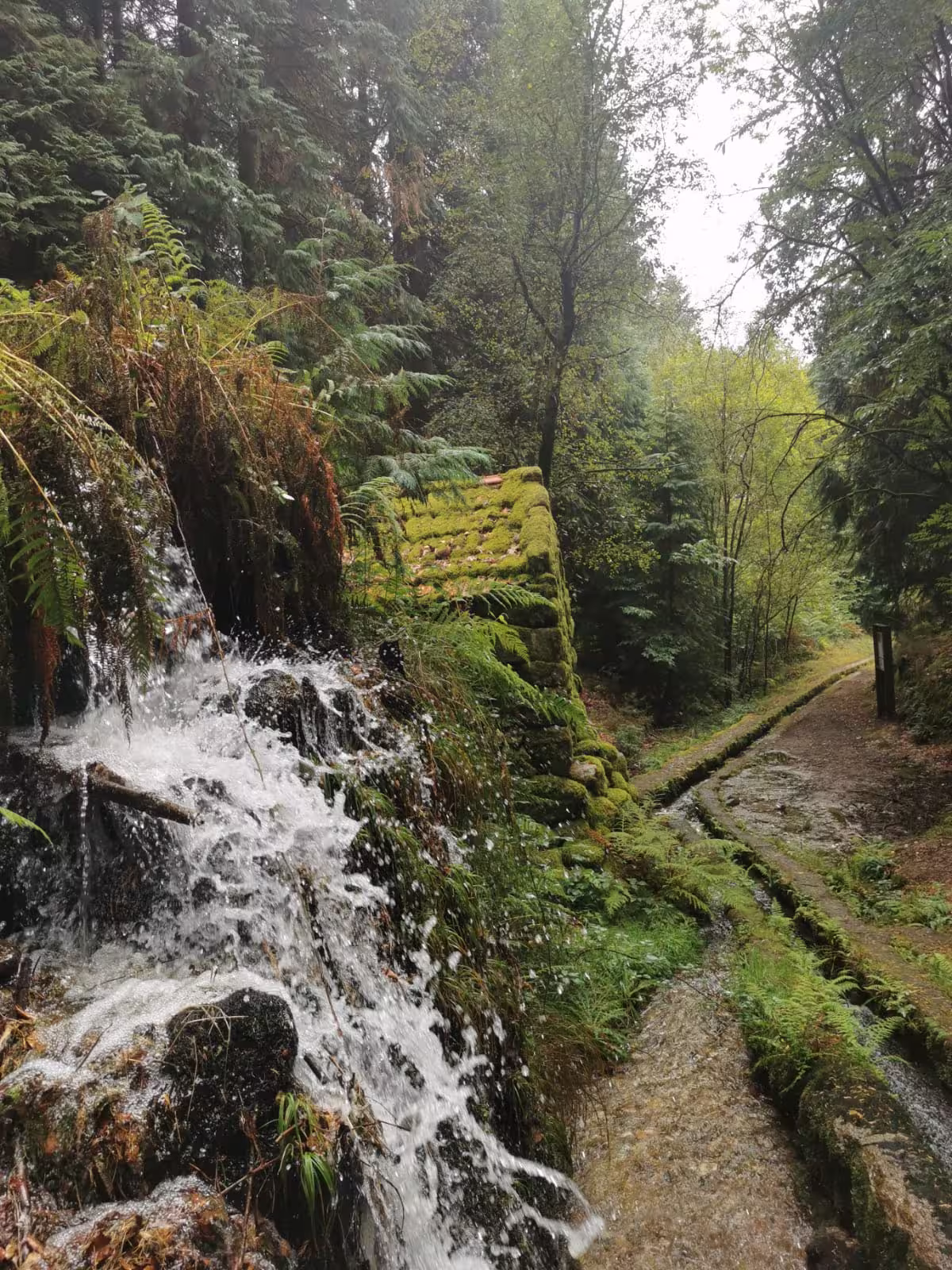 Lush forest in Northern Portugal featuring a vibrant waterfall cascading over moss-covered rocks.
