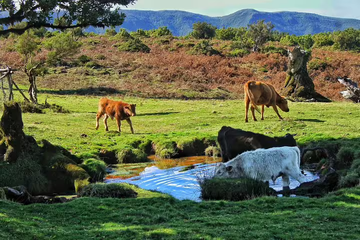 Scenic view of cows grazing near volcanic pools on a lush landscape, ideal for the Northwest Terraces 4x4 tour experience.