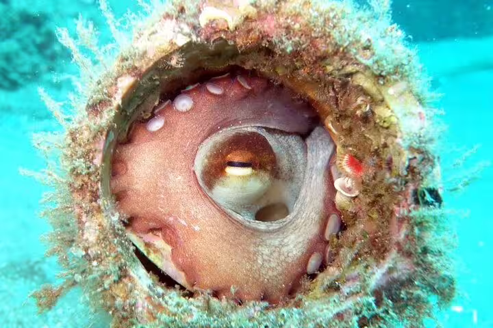 Close-up of an octopus nestled in a coral-covered pipe, showcasing marine life on a scuba diving adventure in Funchal.