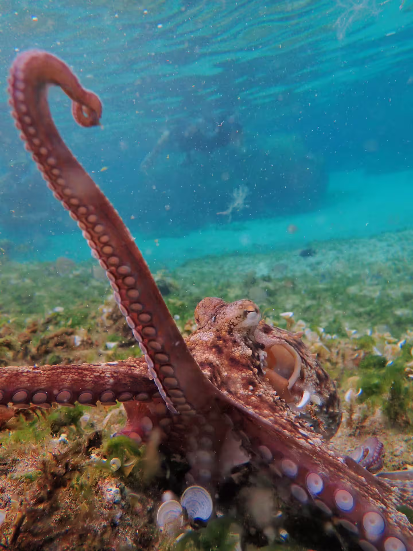 Vibrant underwater view of an octopus clinging to a reef, showcasing marine life on an exciting snorkeling tour adventure.