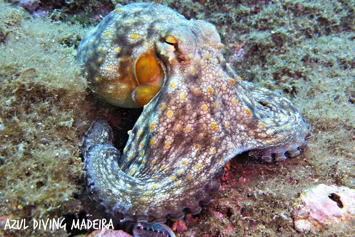 Vibrant octopus resting on the ocean floor, captured during a scuba diving experience in Funchal, Madeira.