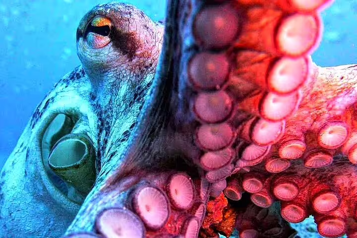 Close-up of a vibrant octopus underwater, highlighting its tentacles and eye, ideal for promoting scuba diving courses.