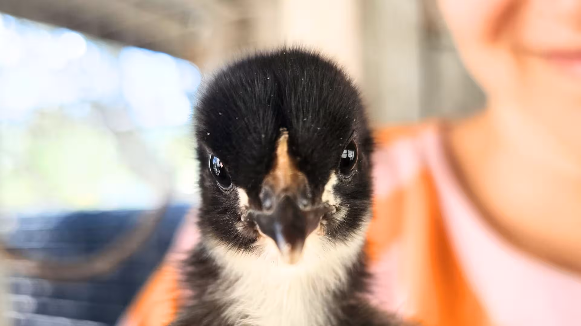 Close-up of a curious black and white chick at a farm picnic in Olbia, ideal for a hands-on animal interaction experience.