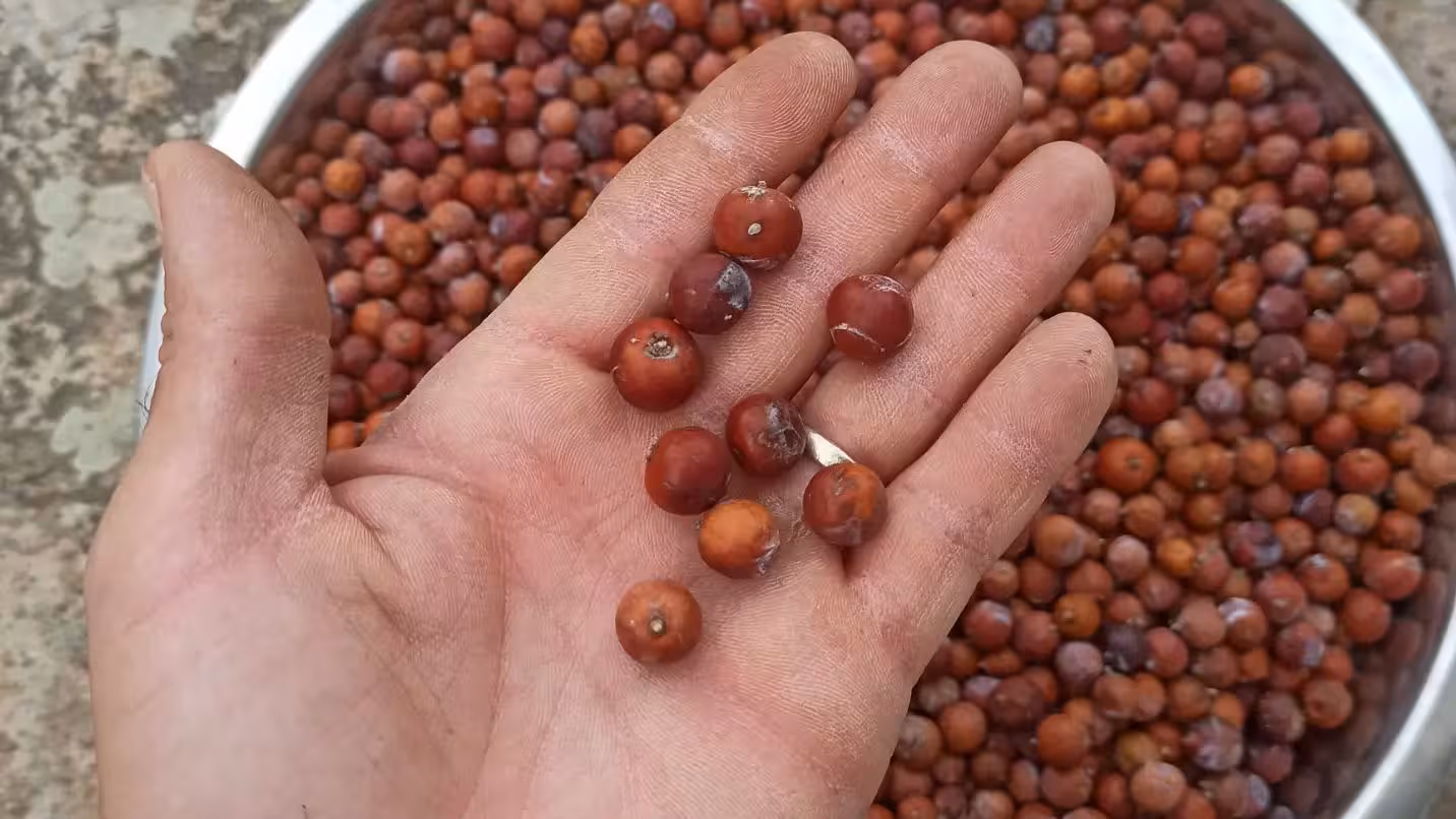 Close-up of hand holding ripe juniper berries, essential for gin production during an immersive Olbia distillery tour.