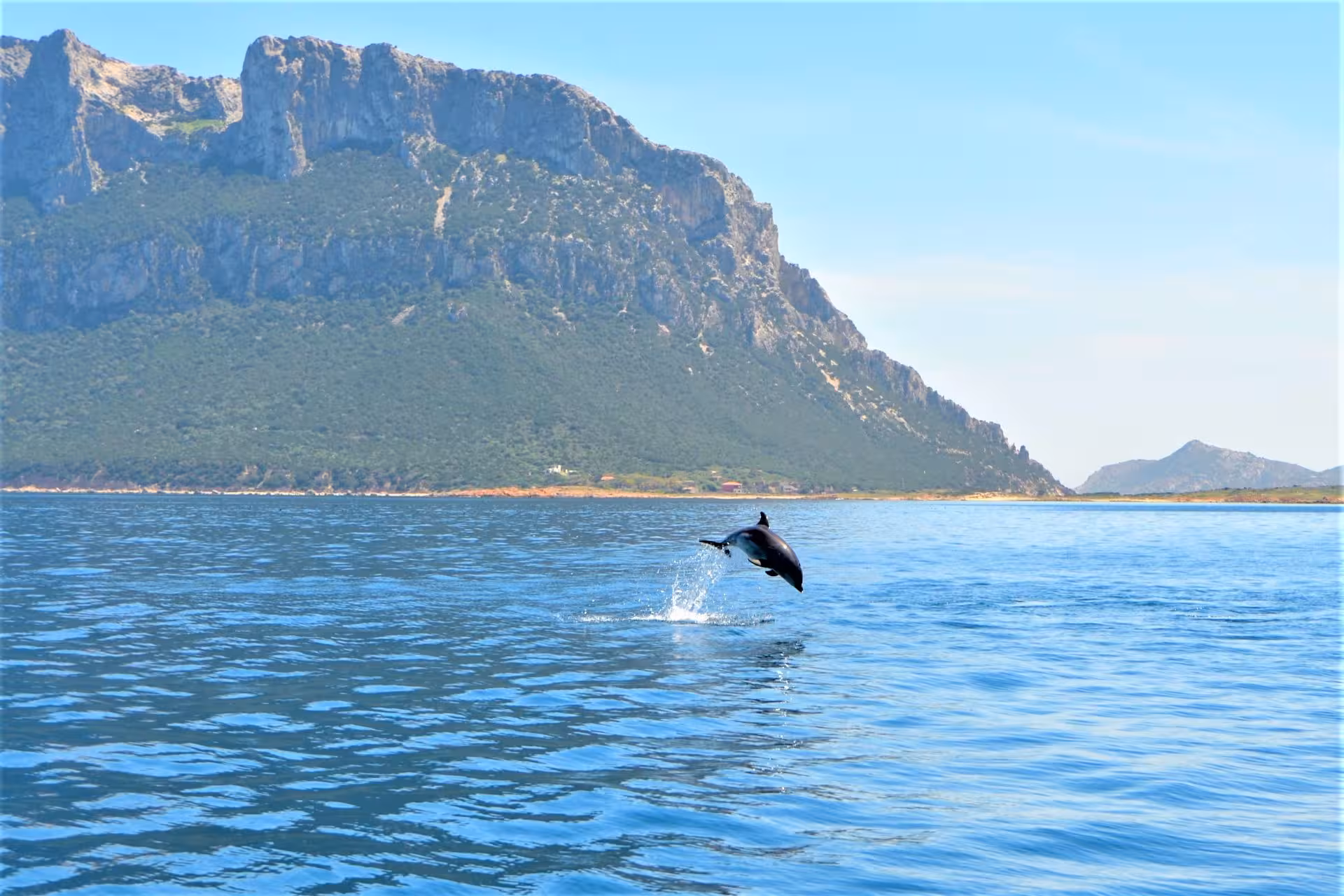 A dolphin leaps from the water with Capo Figari's rugged coastline in the background, Sardinia.