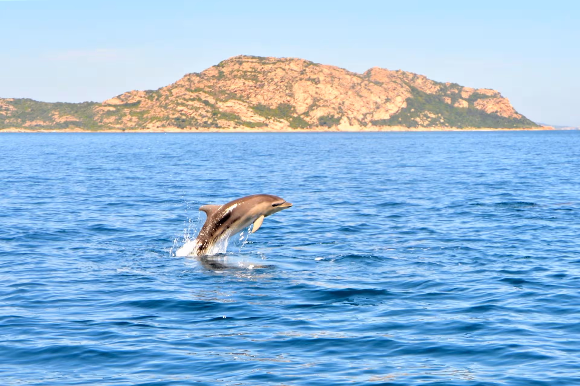 Jumping dolphin in front of Capo Figari's scenic backdrop on an exciting Olbia RIB tour.