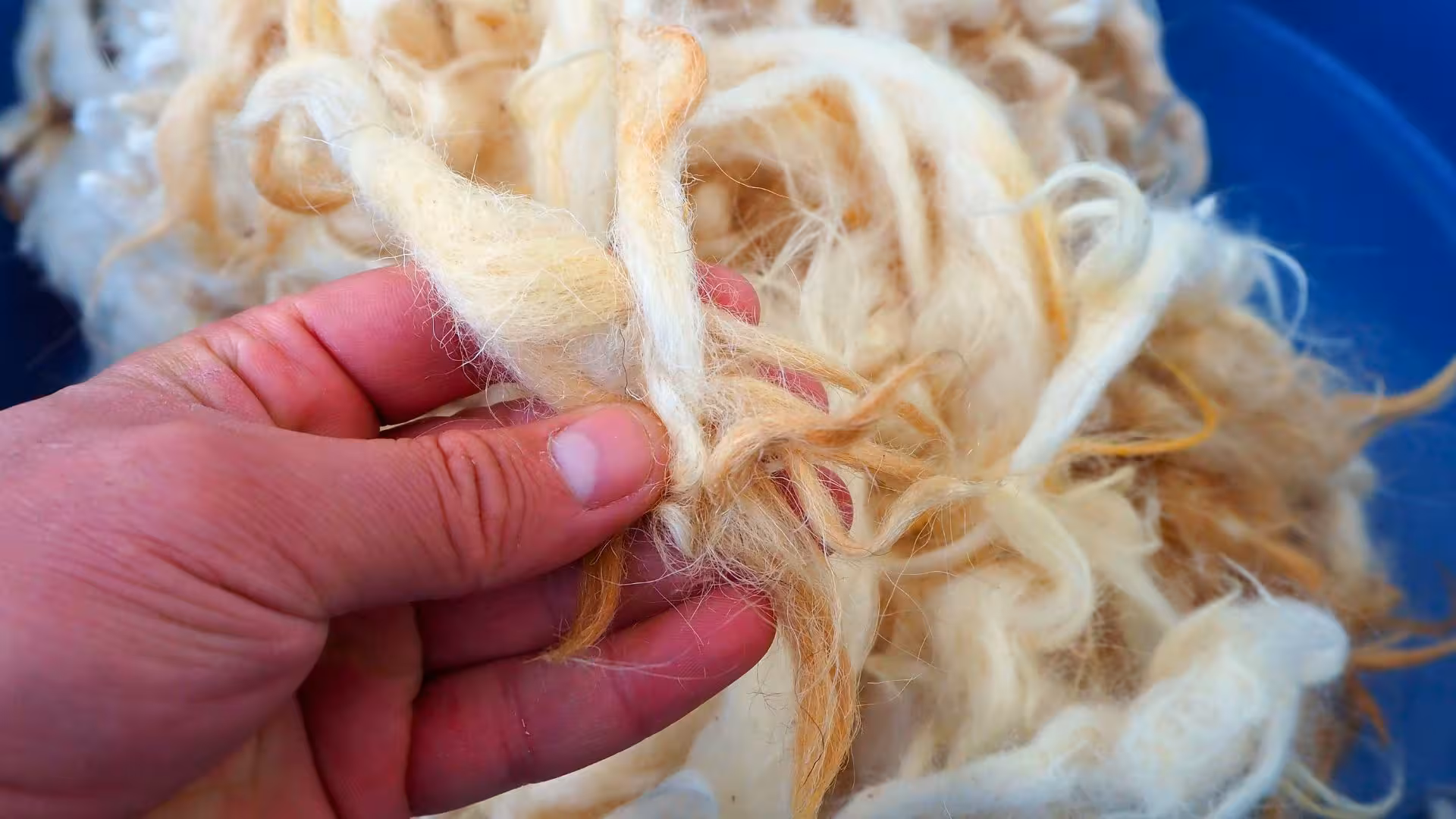 Close-up of hands inspecting wool fibers in the Olbia wool supply chain tour.