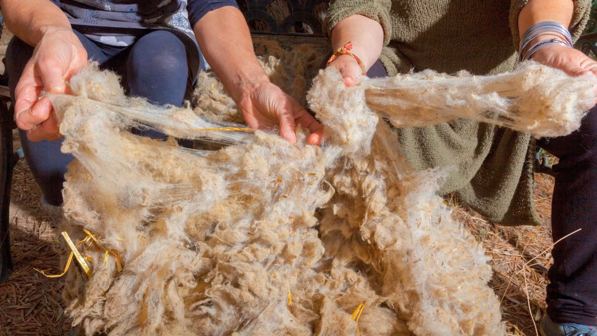 Hands sorting raw wool fibers during the Olbia wool supply chain tour.