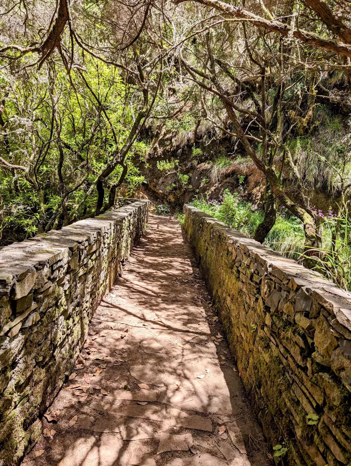 A scenic stone pathway with dappled sunlight leads through lush greenery on The Old Levada’s Hike tour.