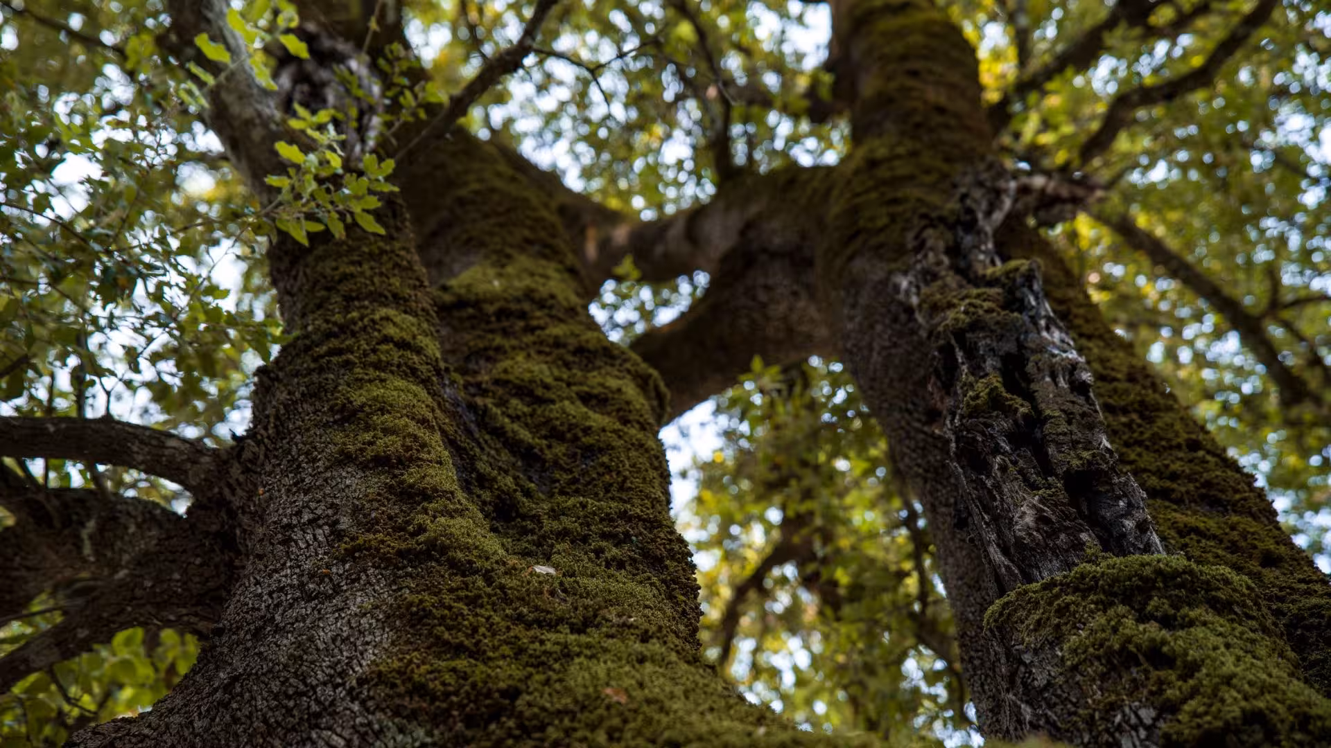 Close-up of moss-covered tree trunks in Oliena, offering a glimpse into the lush landscapes on the trekking route.
