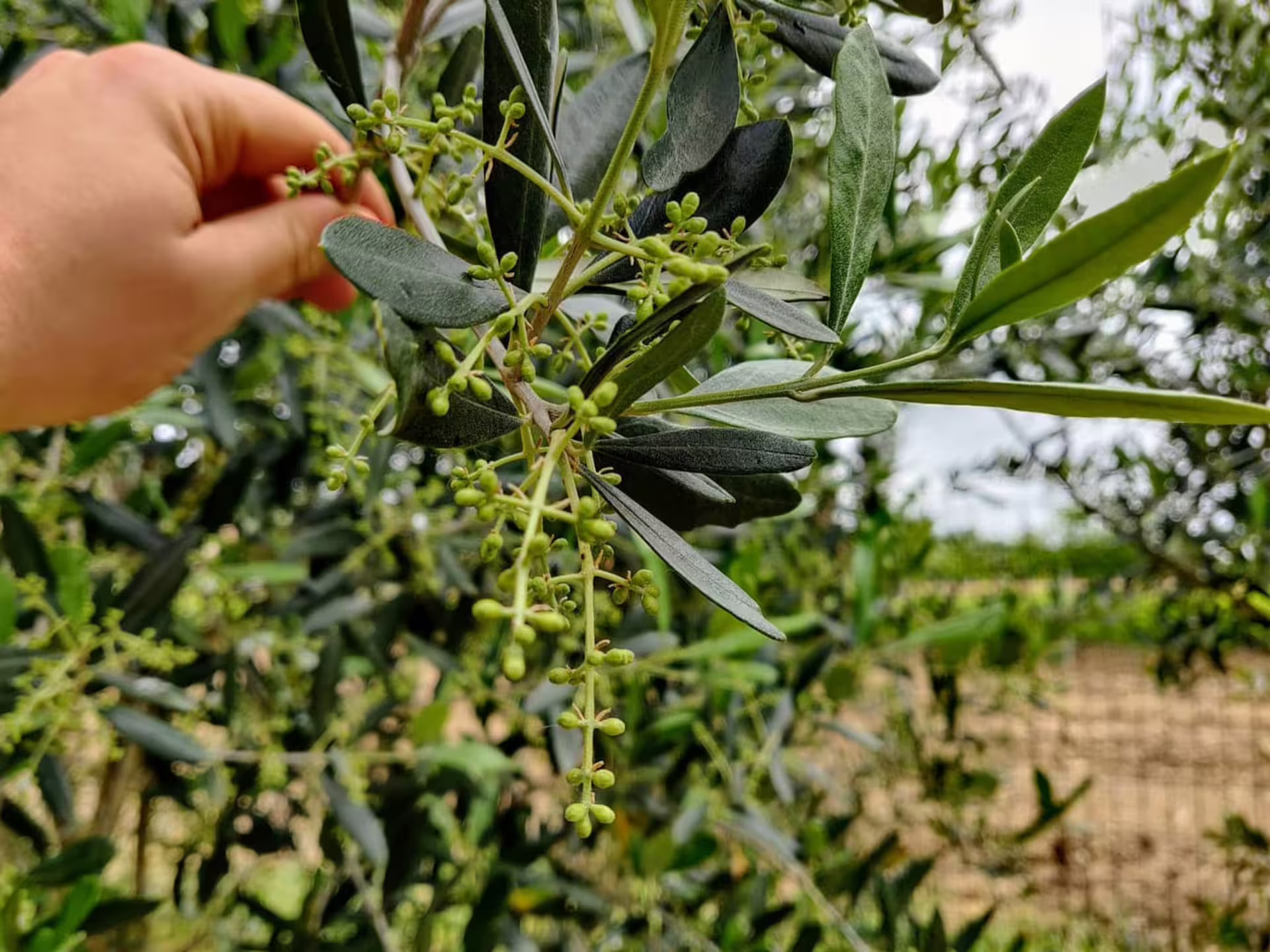 Hand inspecting olive blossoms on a tree in the Padua Hills, part of an olive grove visit on the olive oil tasting tour