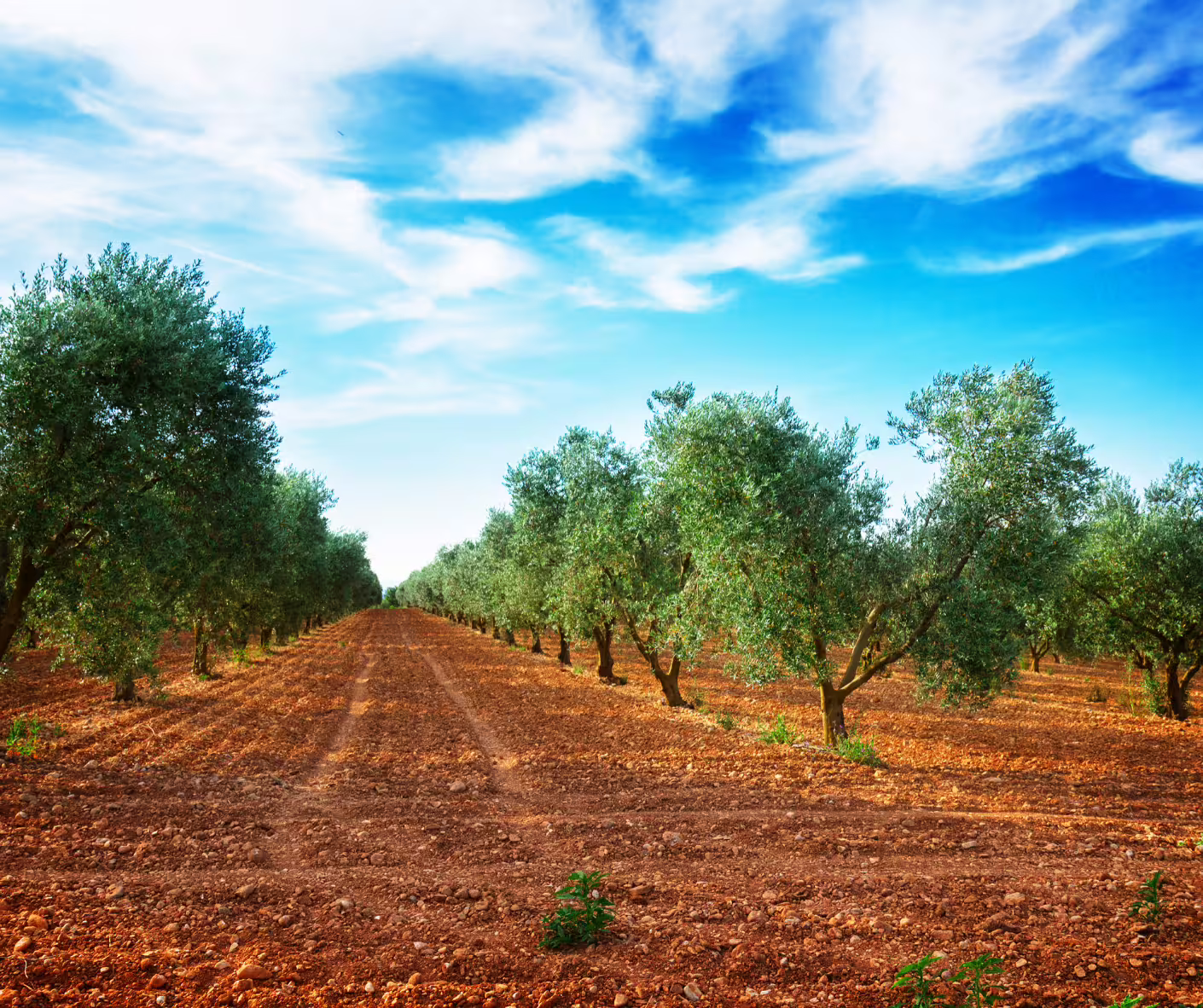 Sunny olive grove in Abruzzo, Italy, showcasing local orchards visited on an extra virgin olive oil tasting