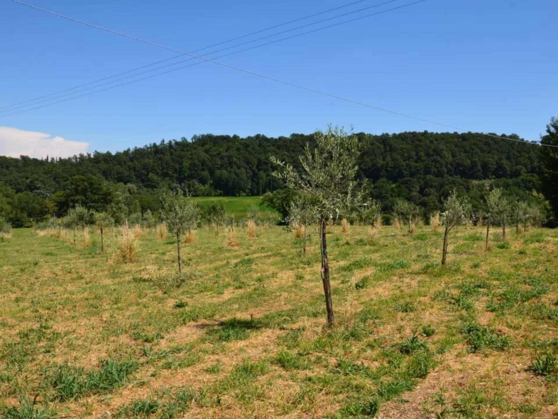 Expansive olive grove in Chianciano under a sunny sky, showcasing young olive trees ideal for an oil tasting tour.