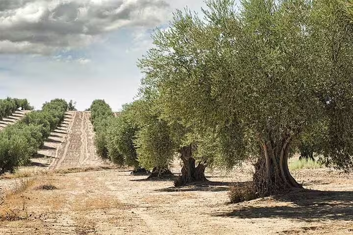 Olive grove on a Greek farm near Nafplio, part of an olive oil tasting experience by Corinth Canal