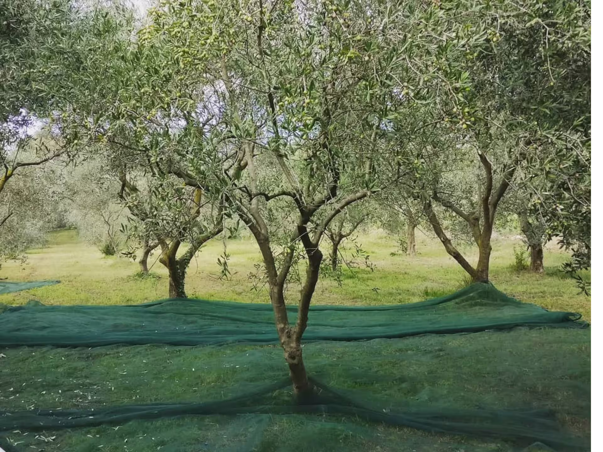 Olive grove with harvest nets in the Padua Hills, part of an olive mill tour and extra virgin tasting