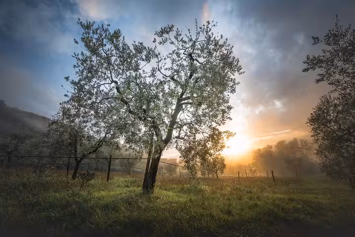 Sunset illuminates a tranquil olive grove, perfect for a guided tour and oil tasting experience.