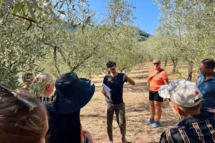 Tour guide explaining the olive harvesting process to a group in a lush olive grove under a clear sky.