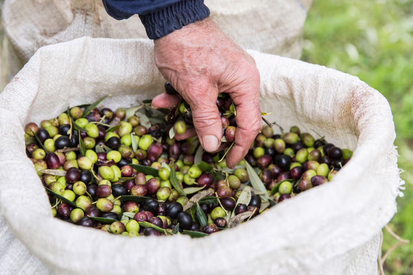 Sacco di olive appena raccolte in azienda agricola Garra, visita uliveto e degustazione olio EVO
