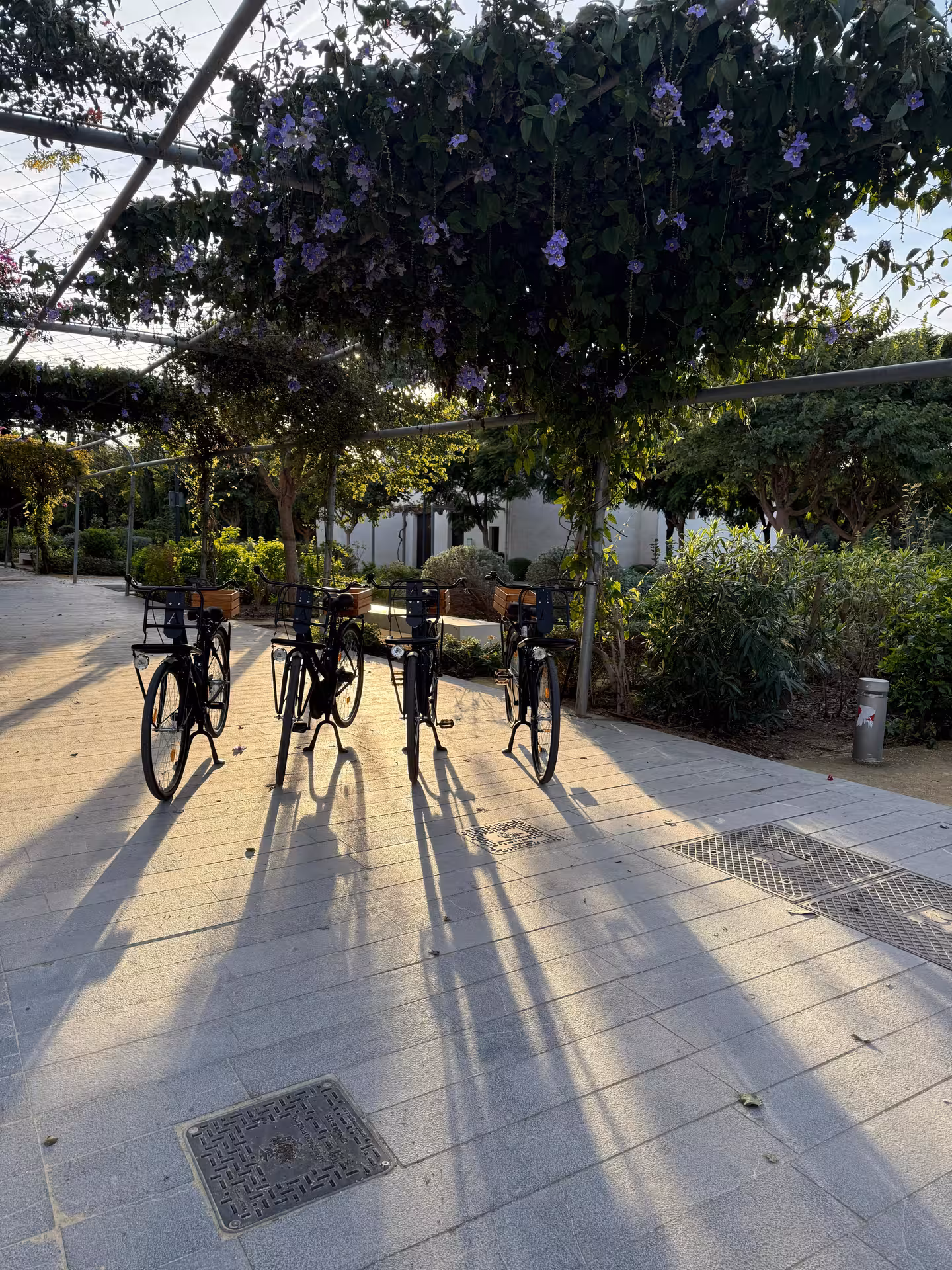 Dutch-style Omafiets city bikes for rent parked under a flowered pergola, perfect for easy city cycling
