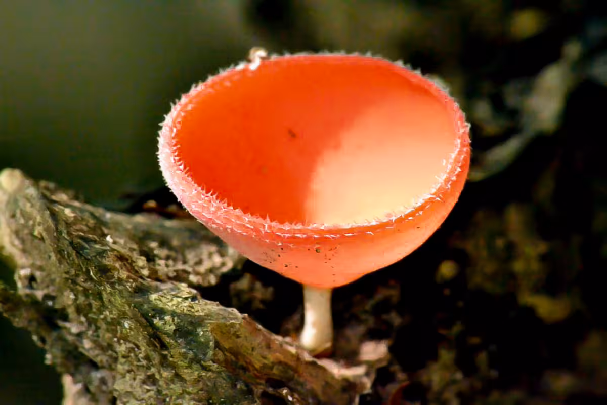 Close-up of vibrant orange mushroom in Rainmaker Park, showcasing diverse Costa Rican wildlife.
