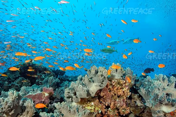 School of orange reef fish above coral gardens at Samadai Reef Dolphin House, Marsa Alam snorkeling tour