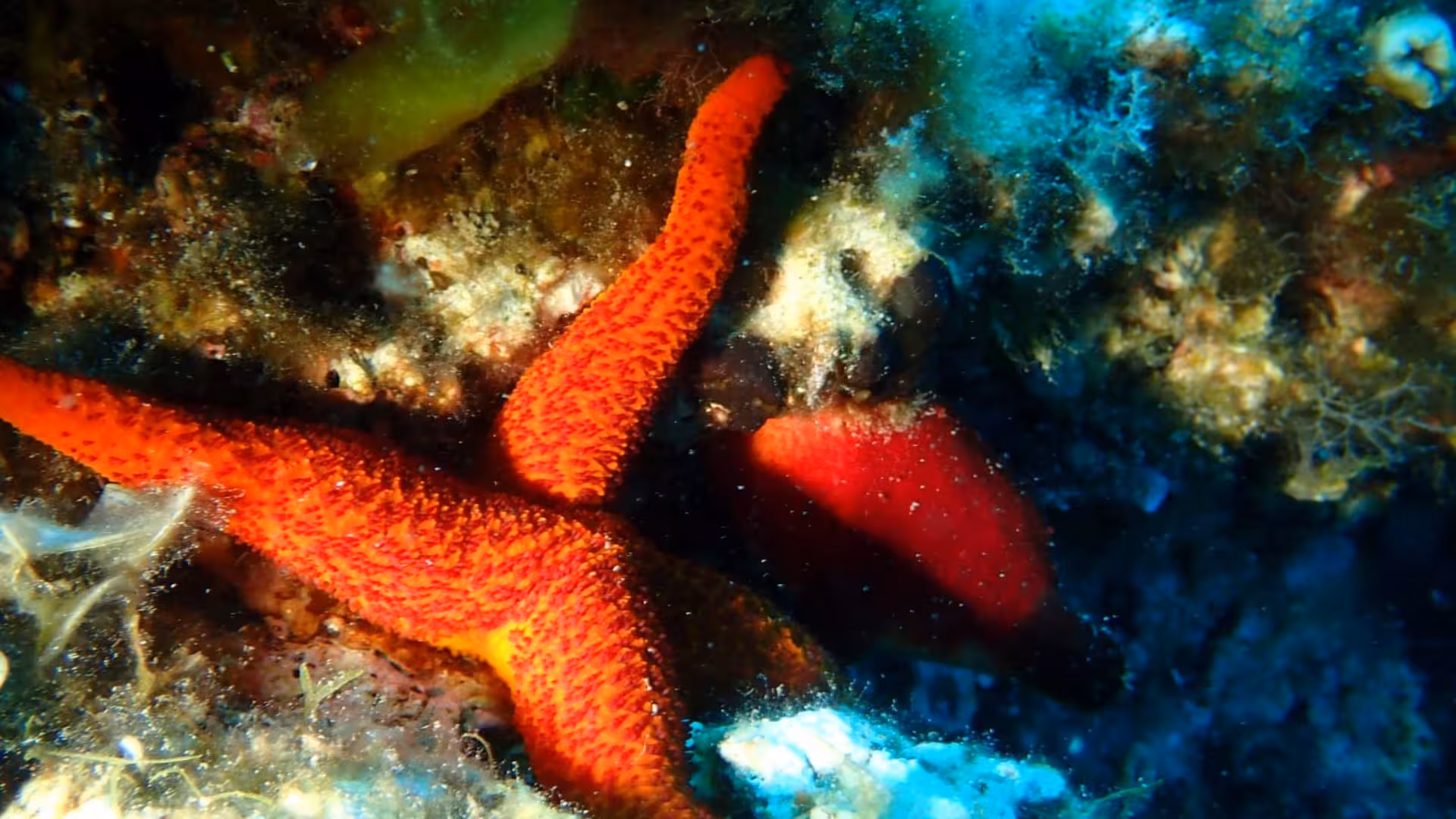 Bright orange starfish rests on colorful coral reef, highlighting the marine beauty during Sassari's underwater baptism.