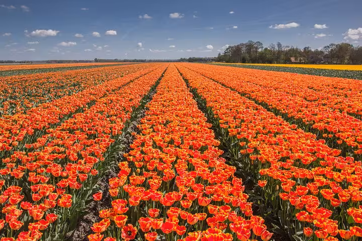 Vast orange tulip field in bloom along the Noordoostpolder Tulip Route, spring day trip from Amsterdam