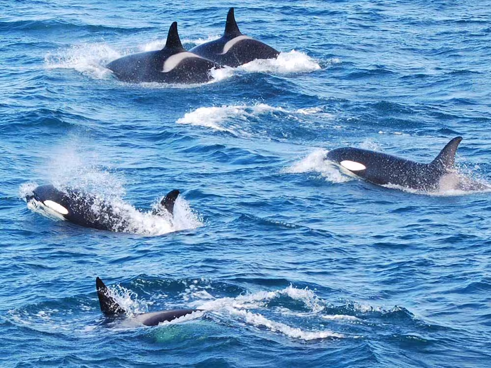 Pod of orca killer whales swimming together in blue ocean waters near Reykjavik Iceland