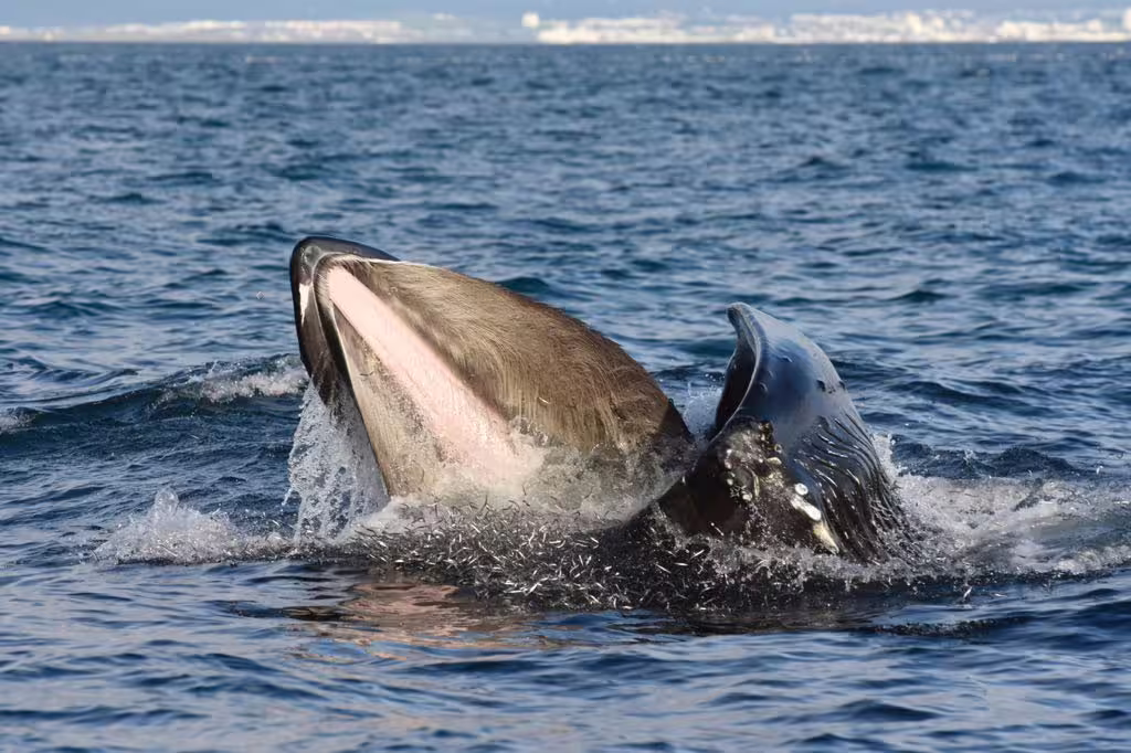 Orca whale breaching surface and catching dolphin during whale watching tour in Reykjavik waters