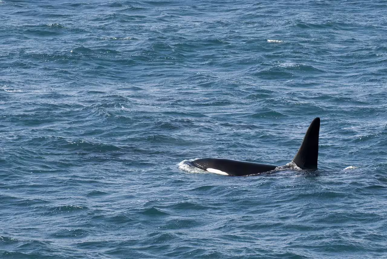 Orca whale surfacing with dorsal fin visible in Faxafloi Bay during Reykjavik whale watching tour