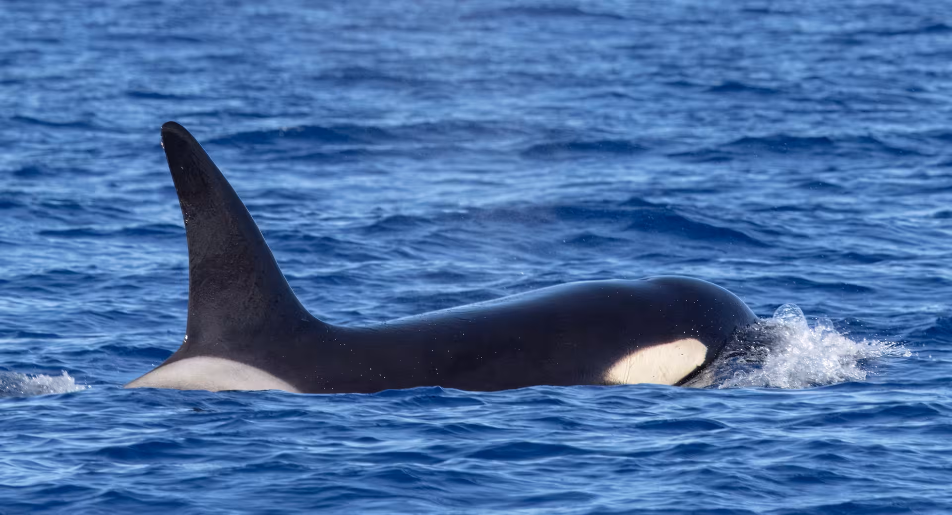 Orca whale surfacing in the Atlantic Ocean near Caloura during a guided whale watching and marine wildlife tour