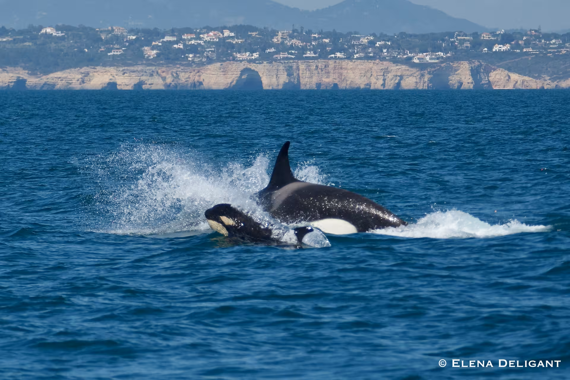 Two orcas swimming near a scenic coastline, ideal for dolphin watching with a biologist on board.