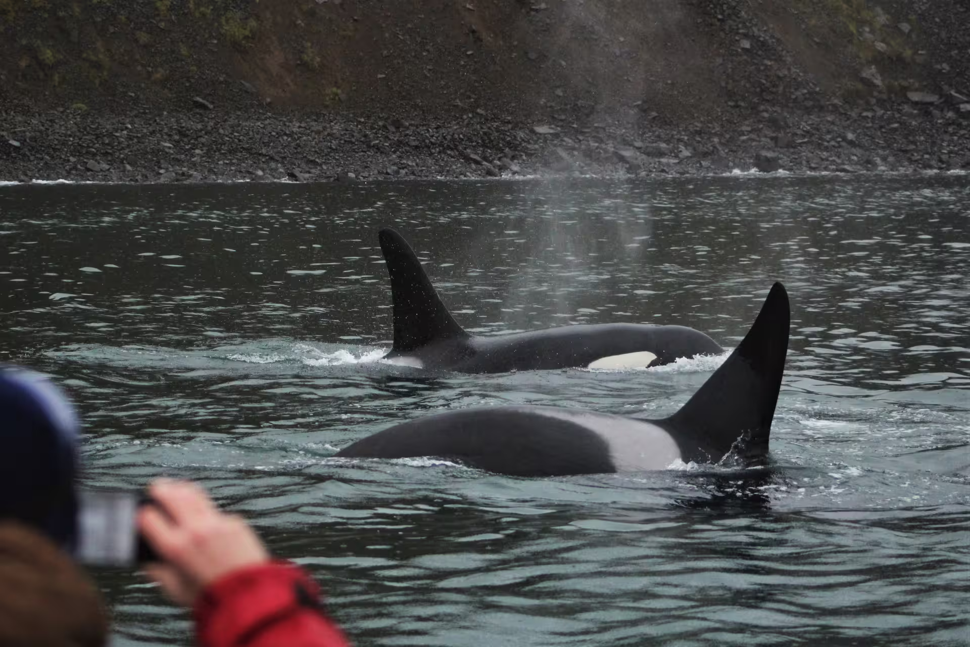 Two orcas surfacing with dorsal fins visible near rocky Akureyri coastline, whale watcher photographing from boat