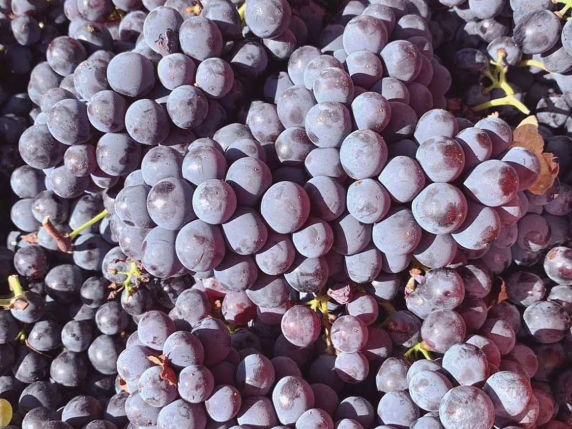 Close-up of ripe red grapes ready for harvest at an organic vineyard in Lucca, highlighting biodynamic farming.