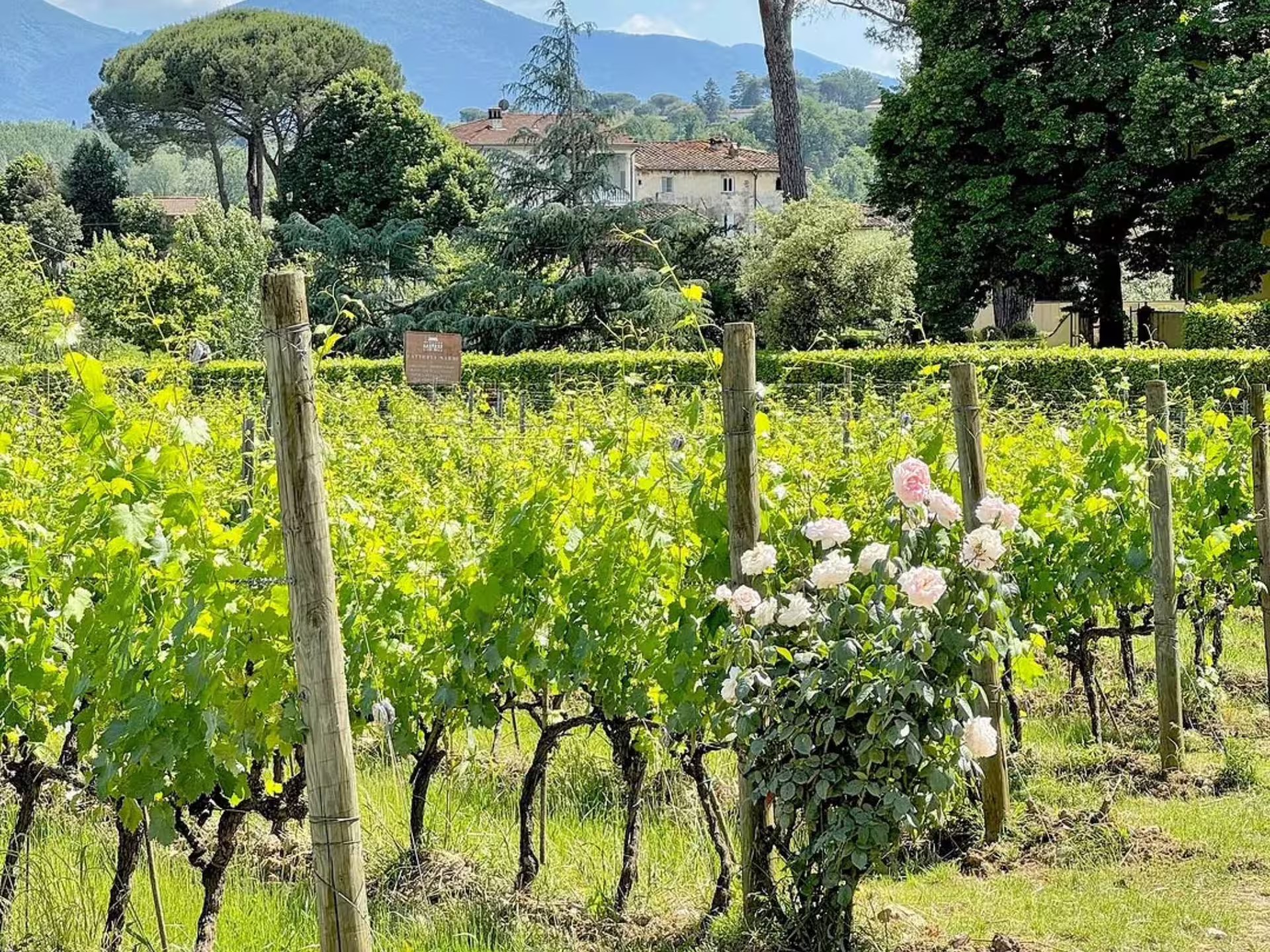 Lush vineyard in Lucca adorned with blooming roses, showcasing organic and sustainable wine-growing practices.
