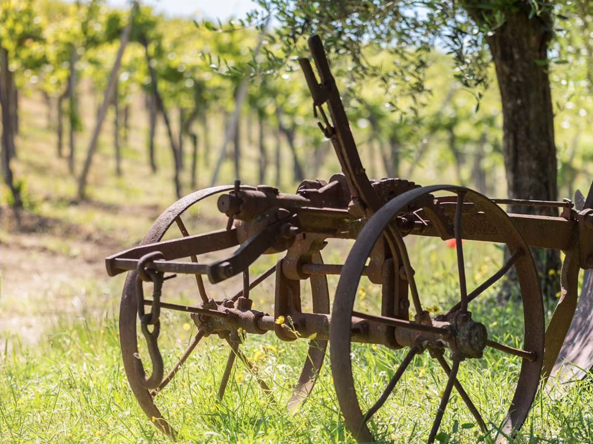 Vintage vineyard plow in organic winery estate near Pavia, Italy, on wine tasting tour with local food pairing