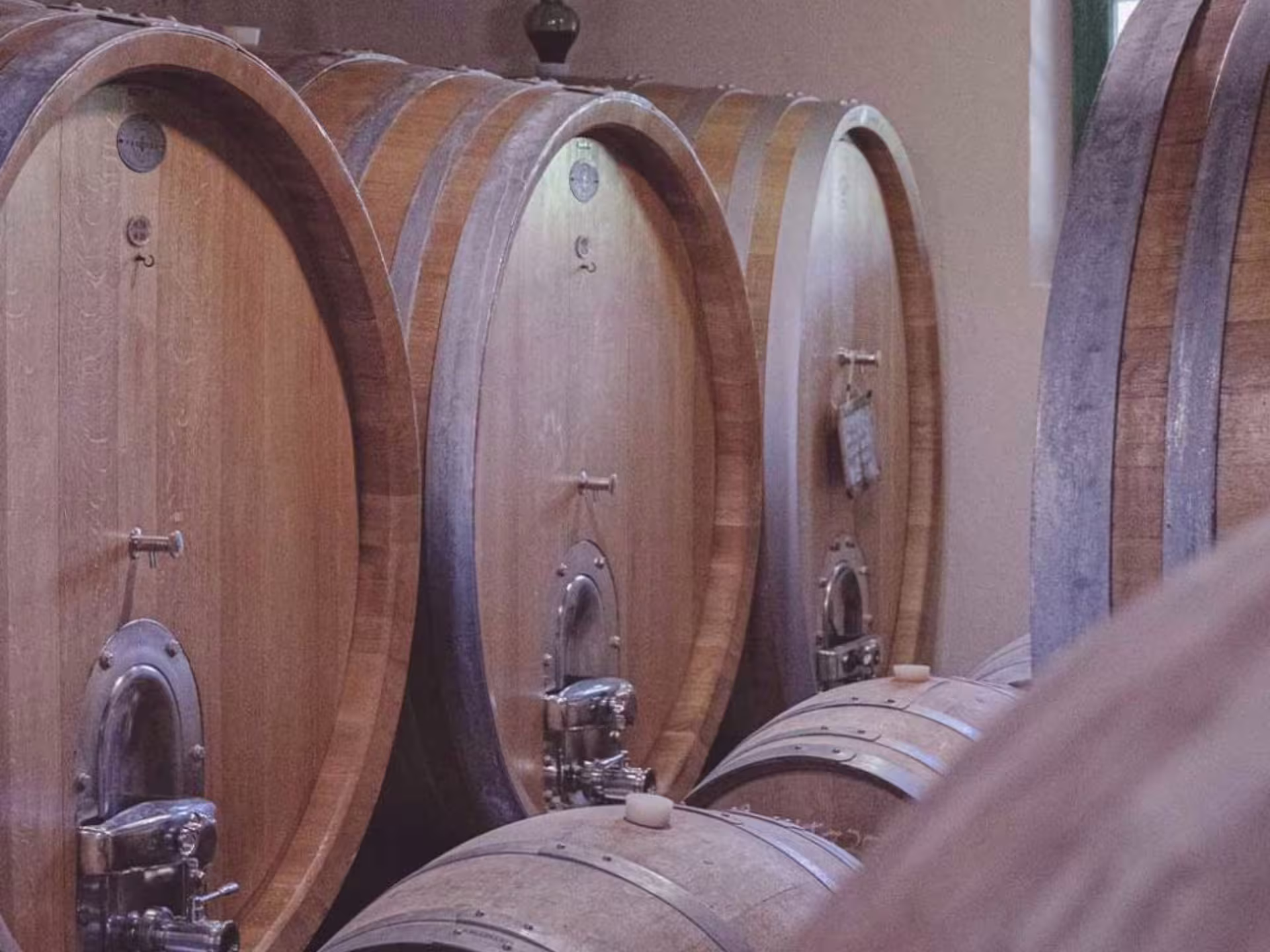 Large oak barrels in a rustic cellar at an organic winery in Lucca, showcasing traditional wine aging methods.