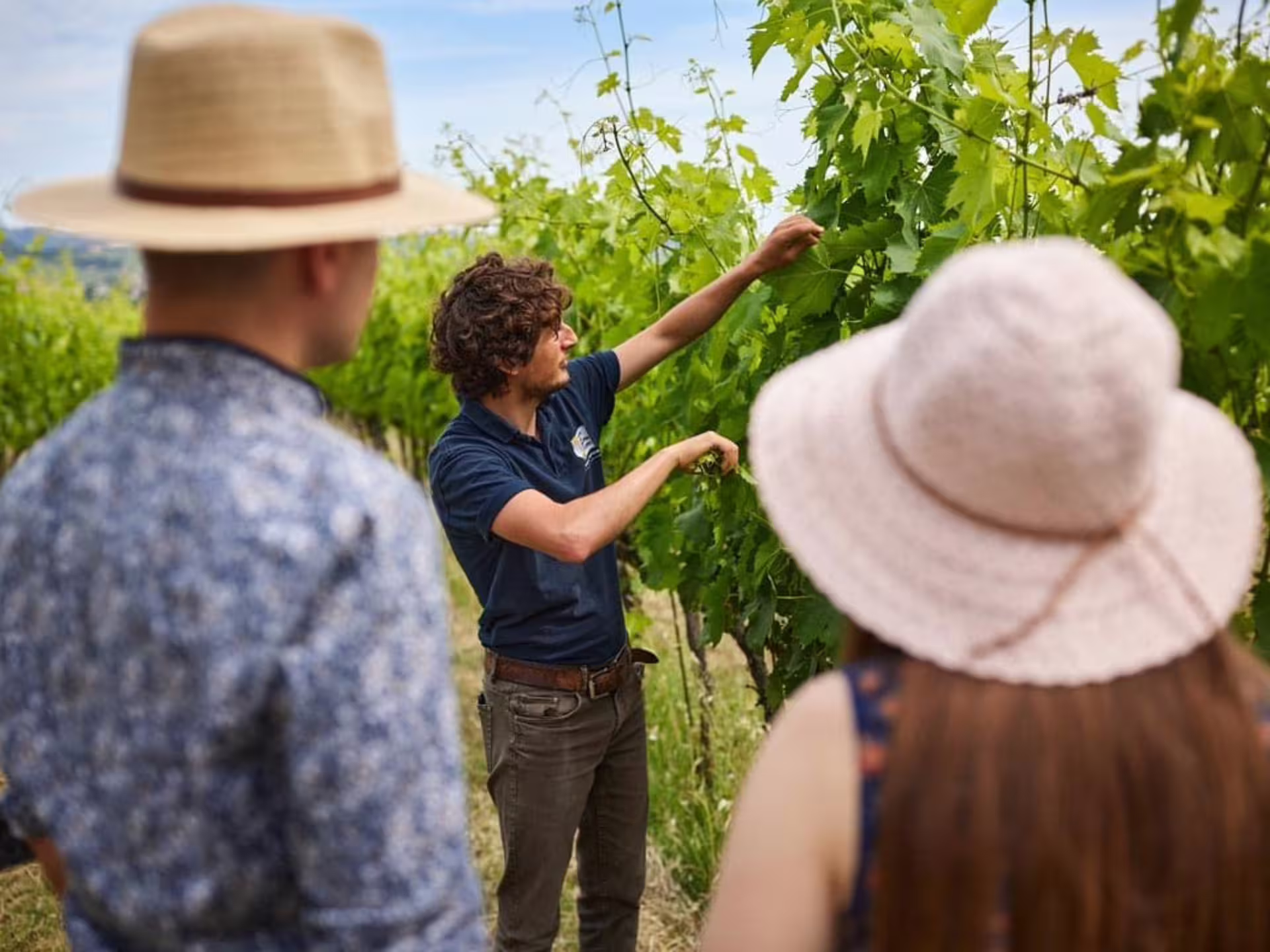 Guide explains organic grapevines on boutique winery tour near Urbino, Marche, before 5 wine tastings