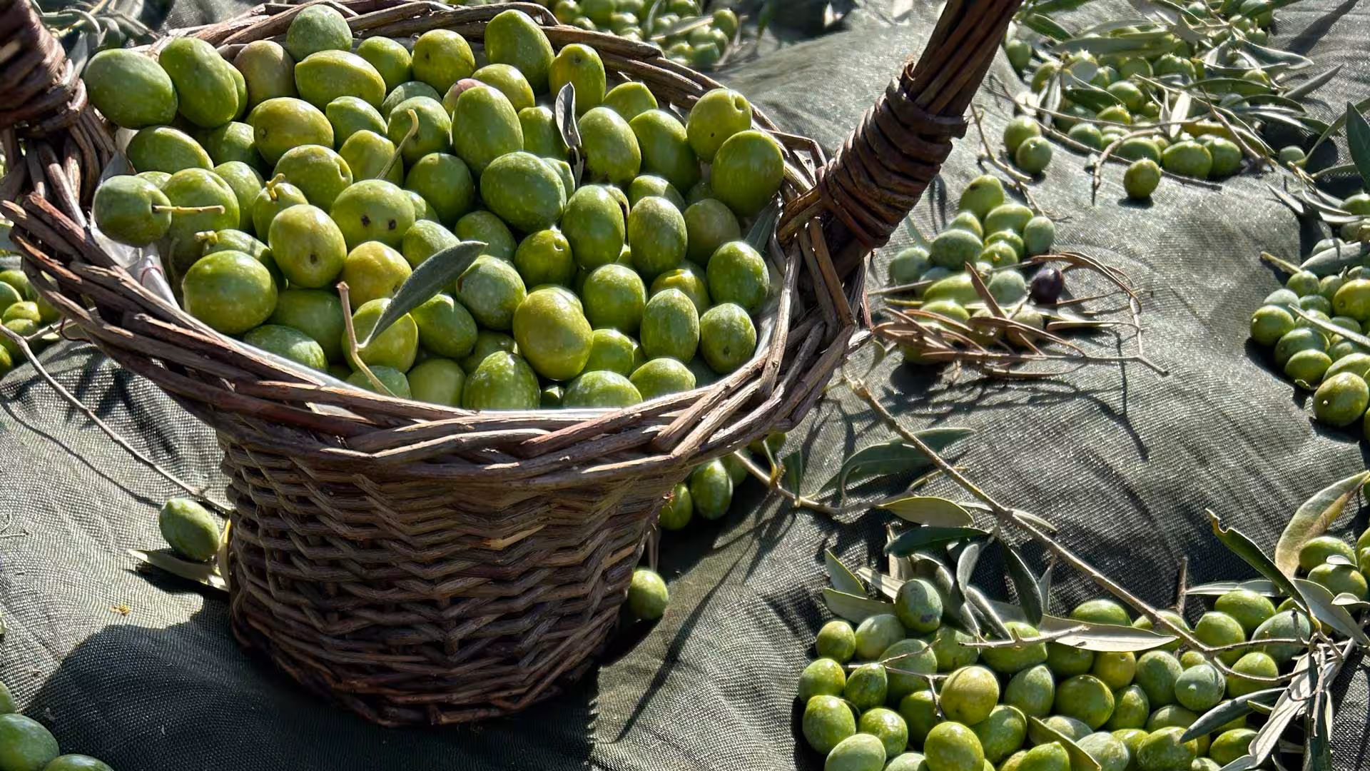 Freshly harvested green olives in a rustic basket, ready for oil tasting on an Oristano farm tour.