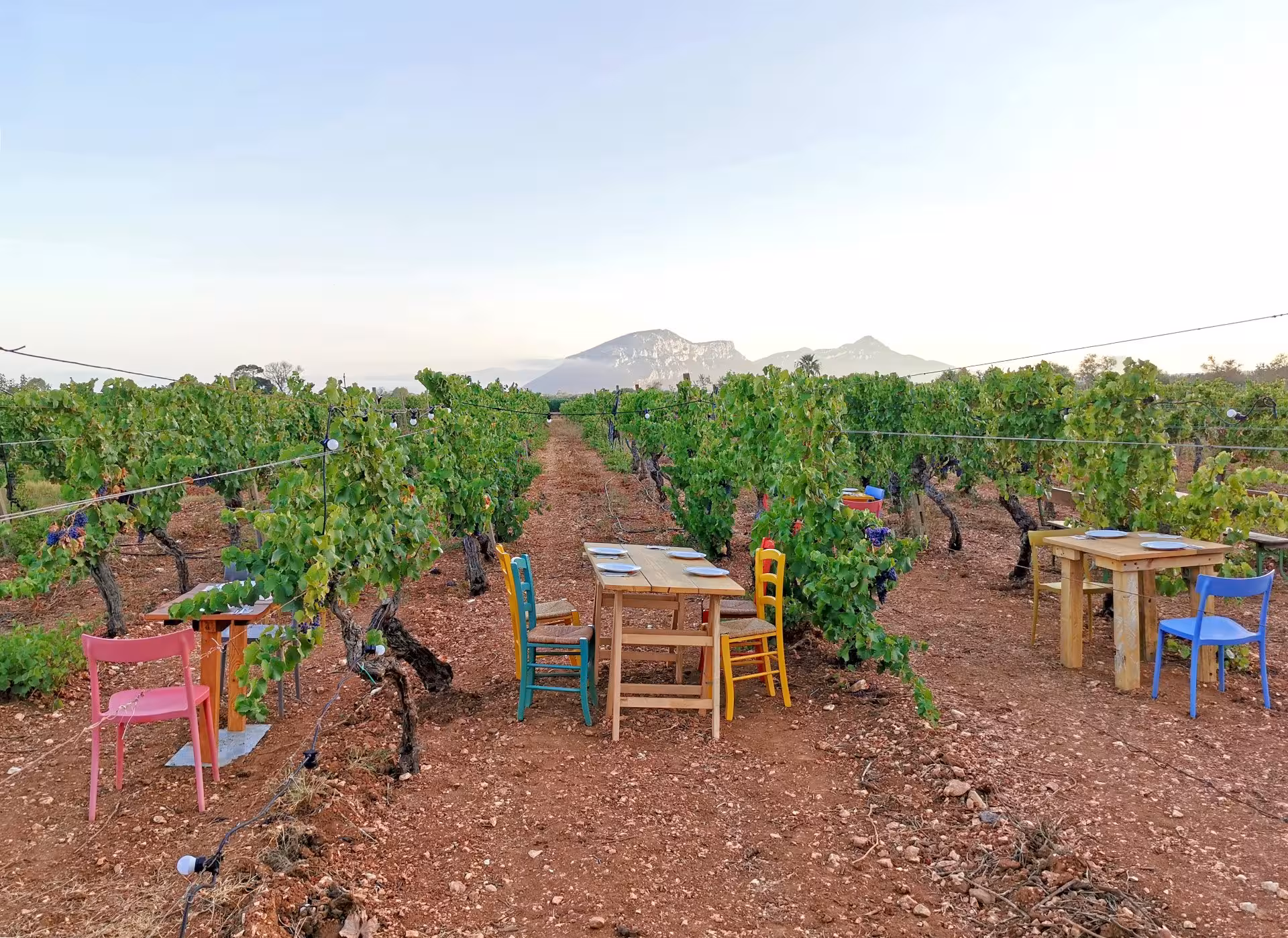 Scenic vineyard dining setup with colorful chairs under a clear sky in Orosei, perfect for an authentic Sardinian experience.