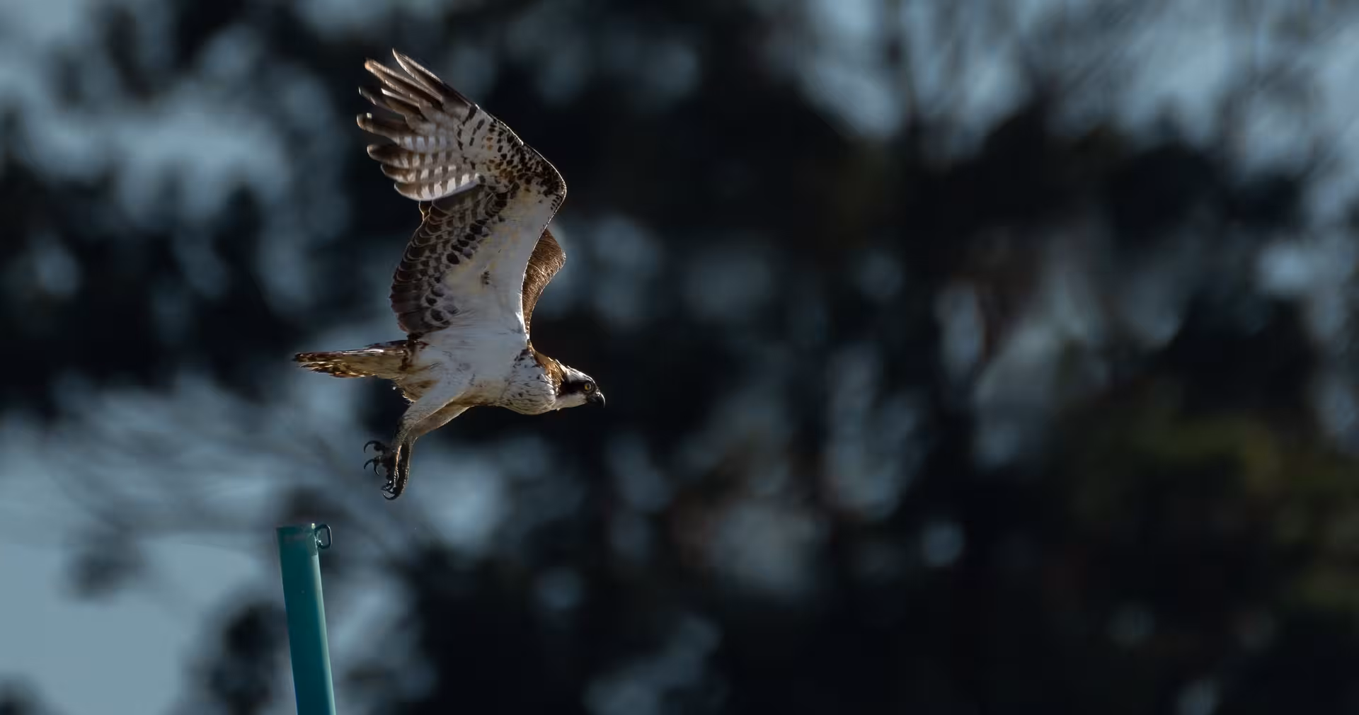 Osprey in flight during guided birdwatching tour, wings spread as it launches from a perch at dawn