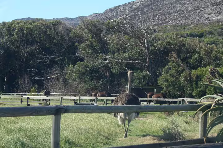 An ostrich roams a lush green farm near Cape Town, with scenic mountain views on the Cape of Good Hope tour.