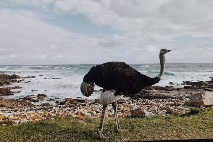 Ostrich strolling along the rocky shoreline of Cape Peninsula with ocean waves in the background.
