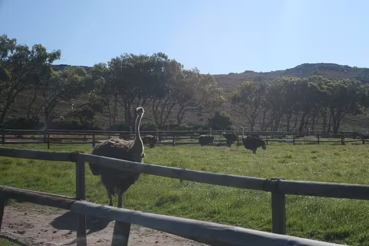 Ostriches roam in a lush field near Cape of Good Hope, a highlight of the Cape Town day tour.