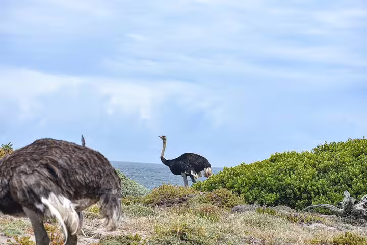 Ostriches roaming the natural landscape near the Cape of Good Hope, a highlight of the Cape Town day tour.