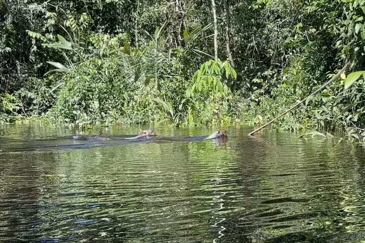 Pair of otters swimming in the calm waters of the Amazon rainforest near Amanã Lake on a wildlife tour.