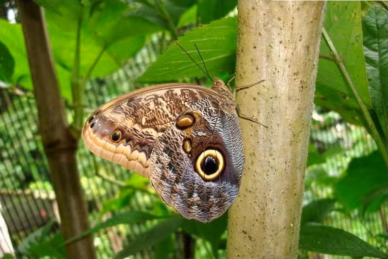 Discover a stunning owl butterfly perched on a tree during the Hacienda Baru Wildlife Nature Tour.
